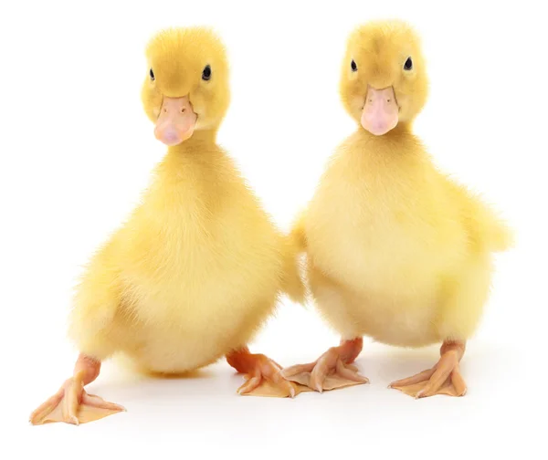 Dos patitos amarillos . — Foto de Stock