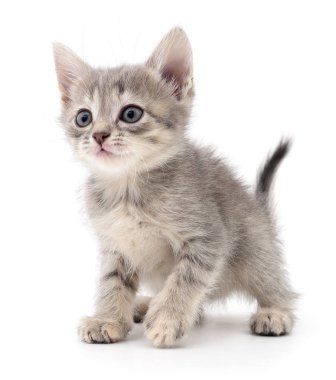 küçük gri kedicik.