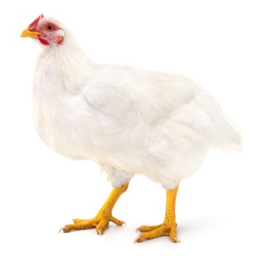 Beyaz tavuk izole.