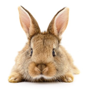 Kahverengi beyaz tavşan.