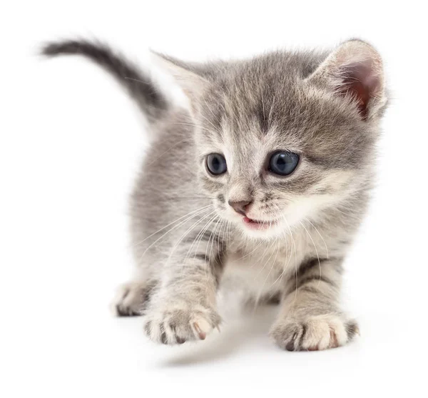 Small gray kitten. — Stock Photo, Image