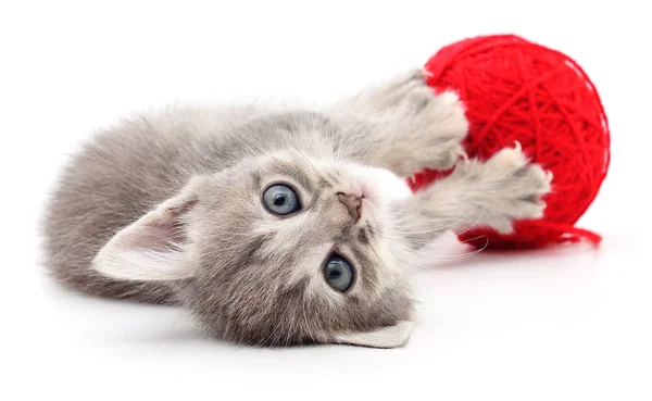 Chaton avec boule de fil . — Photo