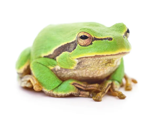 Grüner Frosch. — Stockfoto