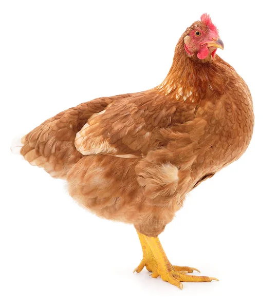 Brown hen isolated. — Stock Photo, Image