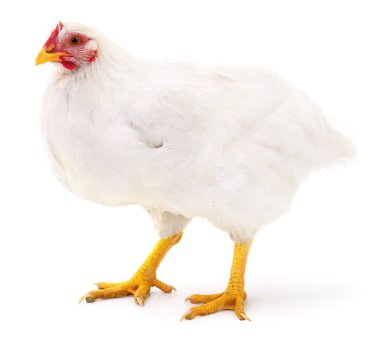 Beyaz tavuk izole.