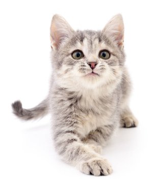 küçük gri kedicik.