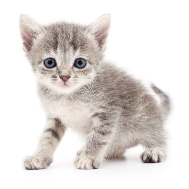 küçük gri kedicik.