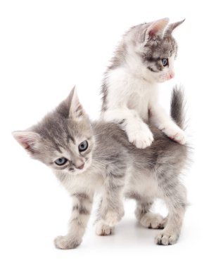 iki küçük yavru kedi.