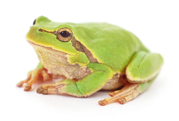 Grüner Frosch. — Stockfoto