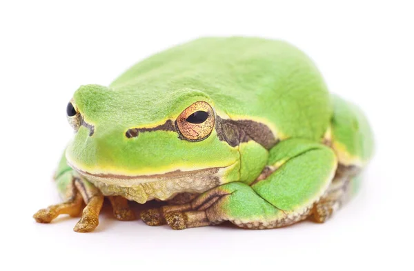Зелёная лягушка . — стоковое фото