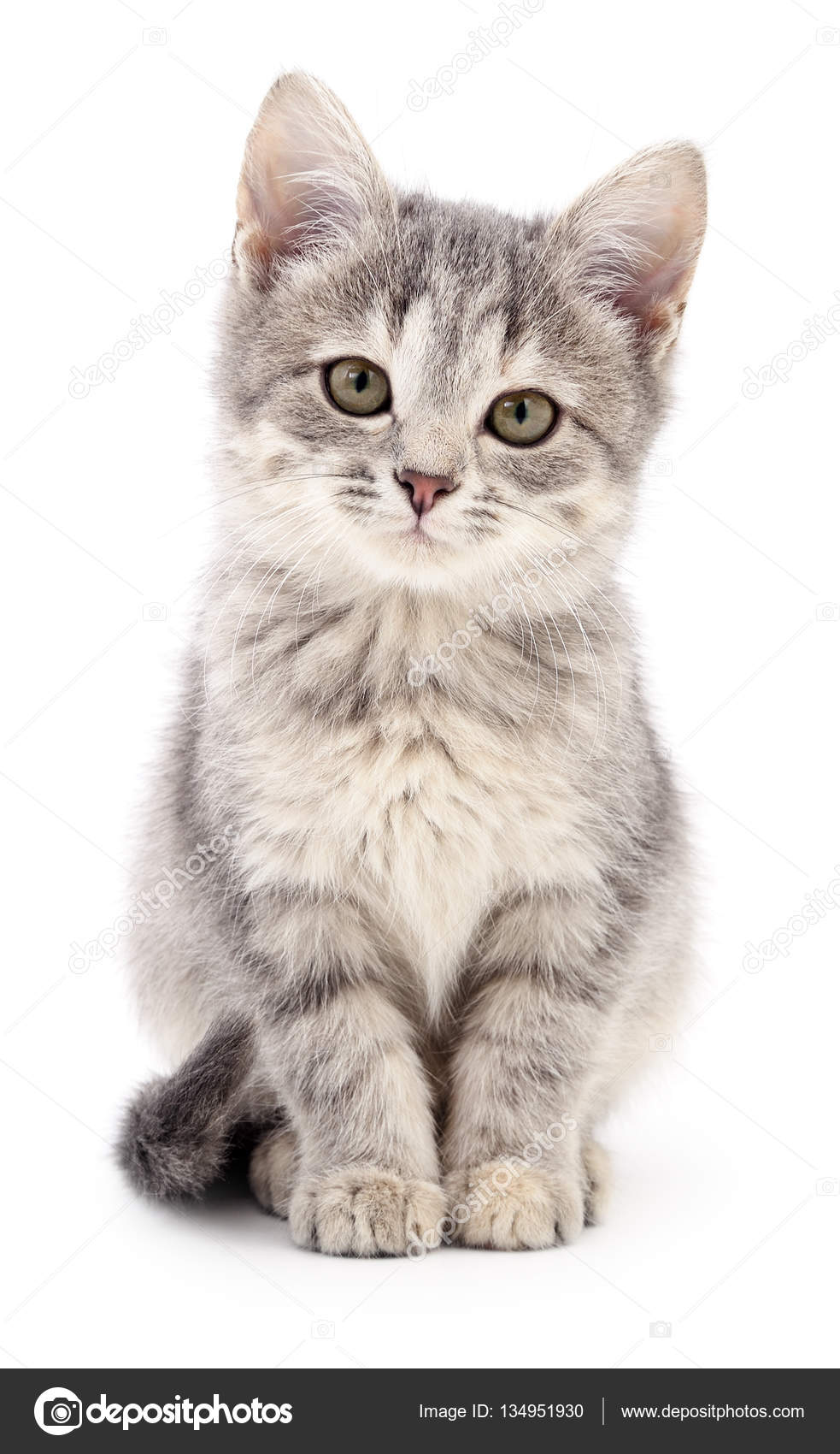 Duplicatie Wanorde Bezwaar Kleine grijze kitten. ⬇ Stockfoto, rechtenvrije foto door © Olhastock  #134951930