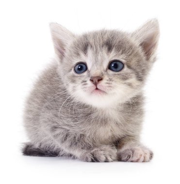 küçük gri kedicik.