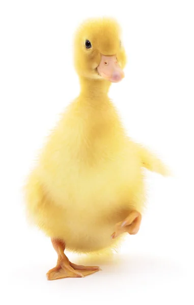 One yellow duckling. — Stock Photo, Image