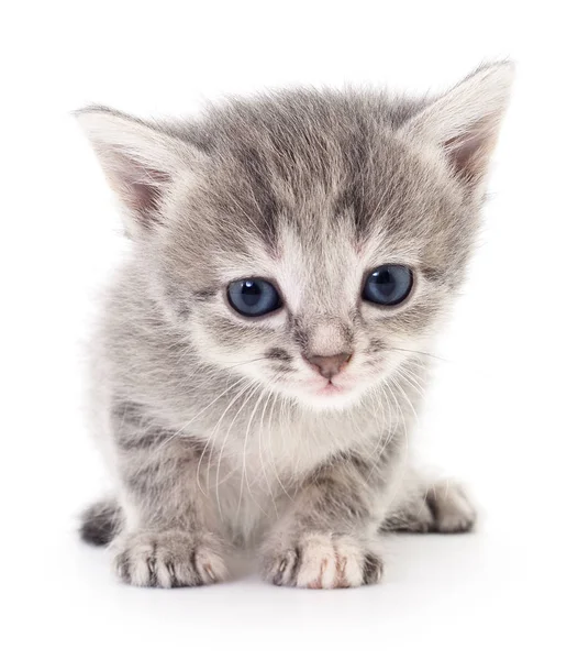 Piccolo gattino grigio . — Foto Stock