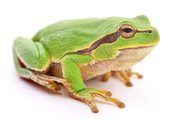 Grüner Frosch. — Stockfoto