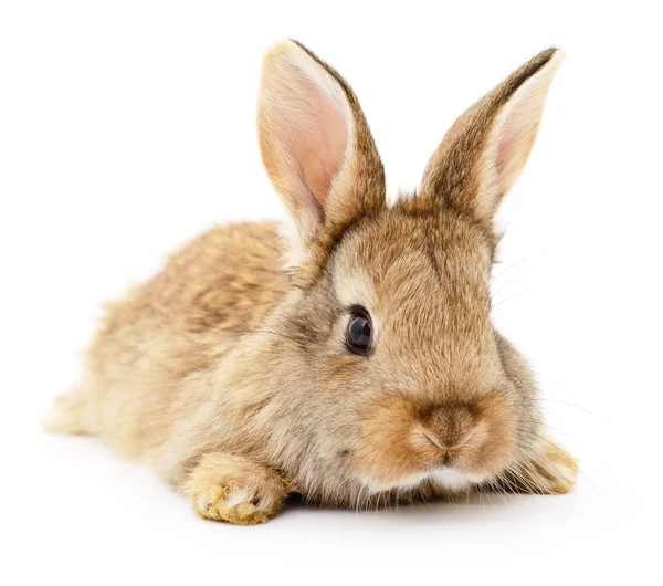Conejo marrón sobre blanco . — Foto de Stock