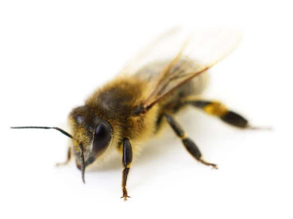 白の蜂. — ストック写真