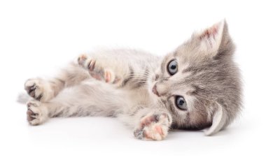 küçük gri kedicik.