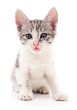 küçük gri kedicik.