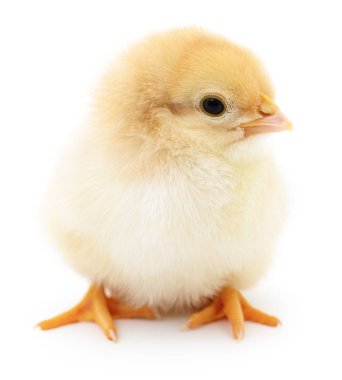 küçük sarı tavuk. 