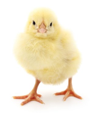 küçük sarı tavuk. 