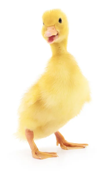 One yellow duckling. — Stock Photo, Image