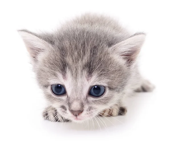 Kleines graues Kätzchen. — Stockfoto