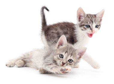 iki küçük yavru kedi.