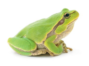 yeşil kurbağa izole.