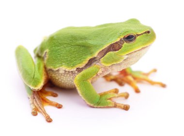 yeşil kurbağa izole.