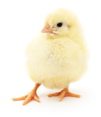 küçük sarı tavuk. 