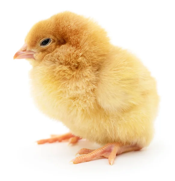 Pollo amarillo pequeño . — Foto de Stock