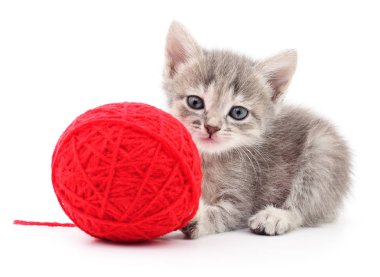 yavru kedi yumağı ile.