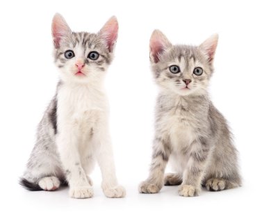 iki küçük yavru kedi.