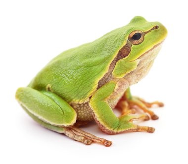 yeşil kurbağa izole.