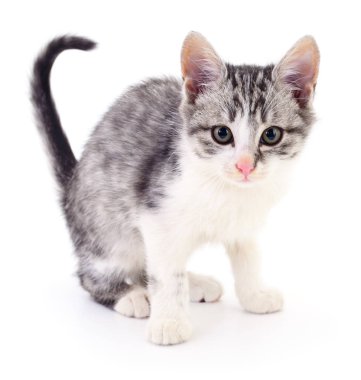 küçük gri kedicik.