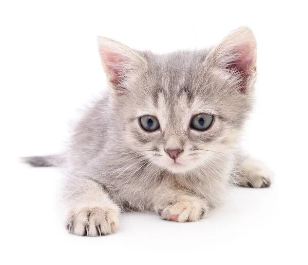 Pequeno gatinho cinzento . — Fotografia de Stock