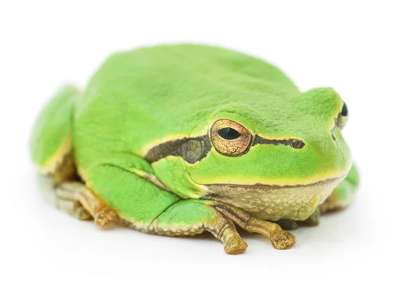 Zielona żaba na białym tle. — Zdjęcie stockowe