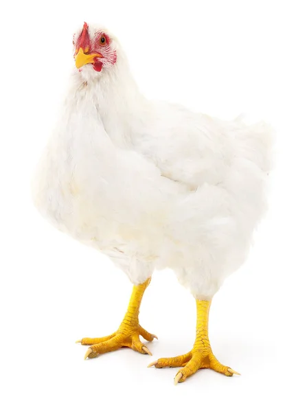 White hen isolated. — Stock Photo, Image