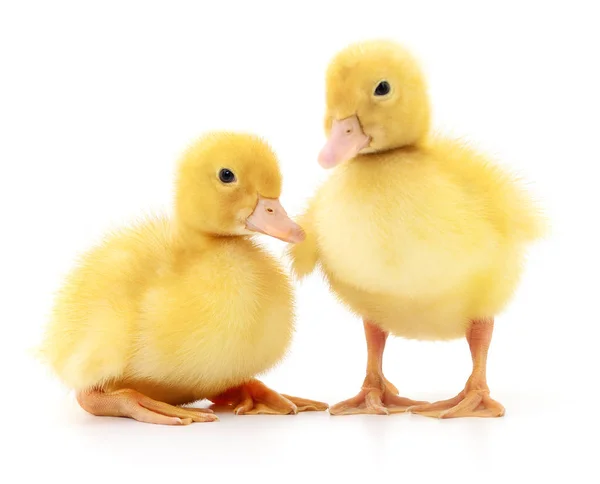 Two yellow ducklings. — Stock Photo, Image