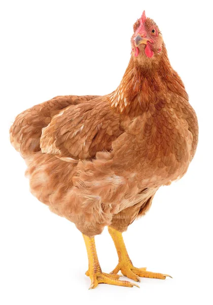 Brown hen isolated. — Stock Photo, Image
