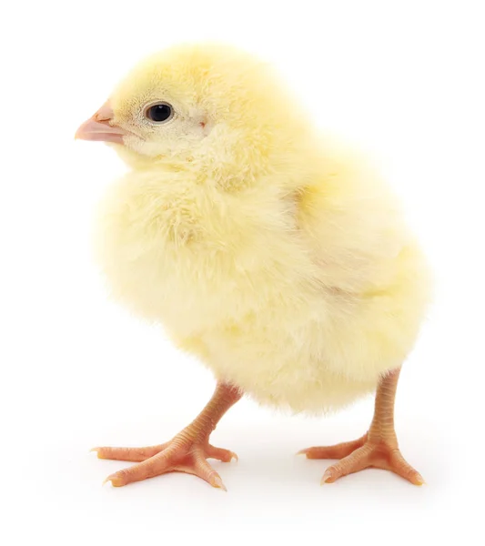 Petit poulet jaune . — Photo