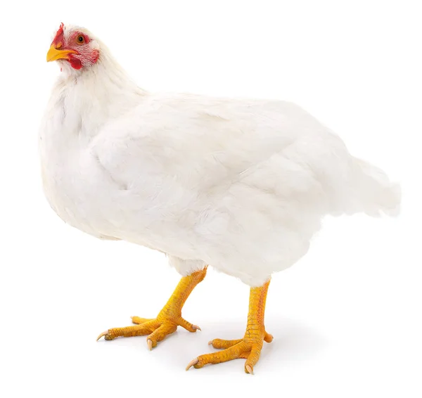 White hen isolated. — Stock Photo, Image