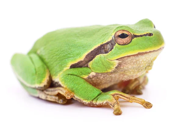 Grüner Frosch isoliert. — Stockfoto