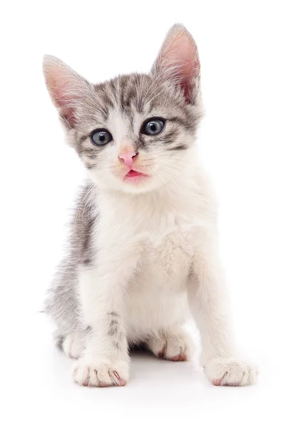 Small gray kitten. — Stock Photo, Image