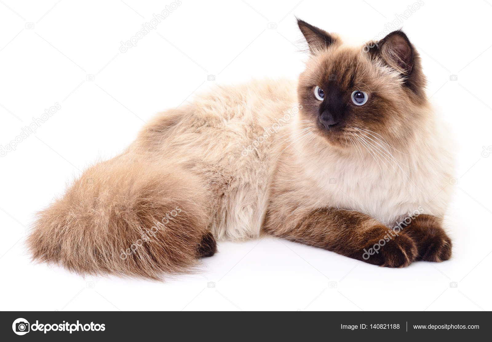 Chat Gris Foncé Photographie Olhastock 140821188