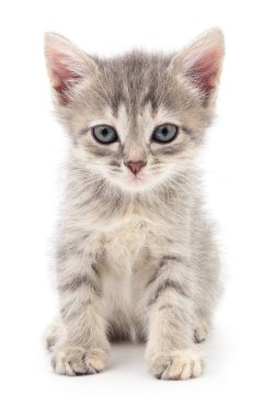 küçük gri kedicik.