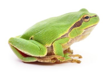 yeşil kurbağa izole.