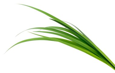 yeşil çimen yaprakları.