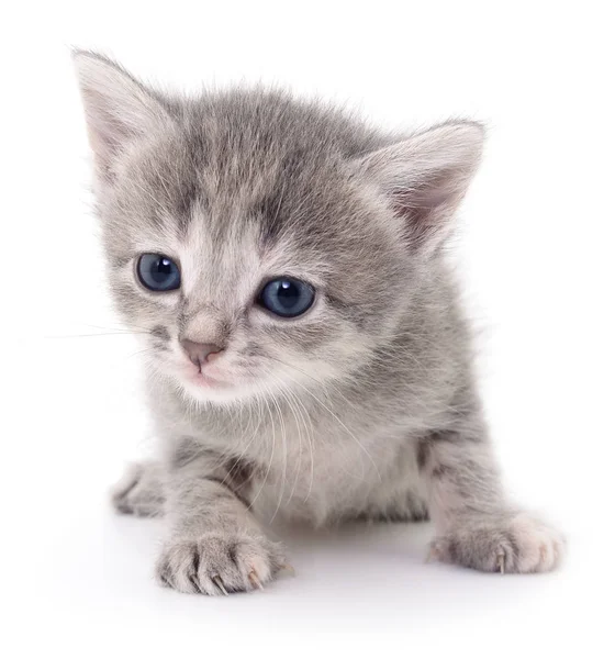 Pequeno gatinho cinzento . — Fotografia de Stock